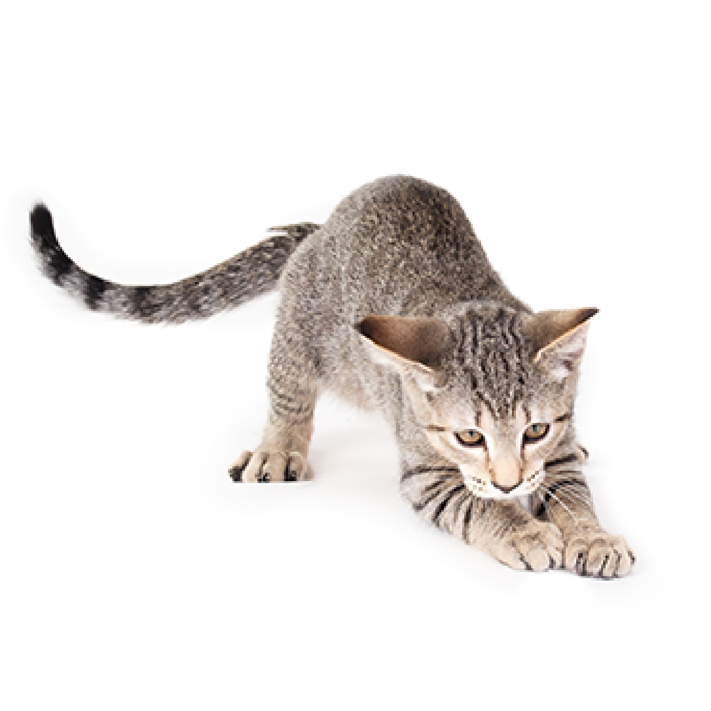 Gato criollo estirado hacia adelante.jpg